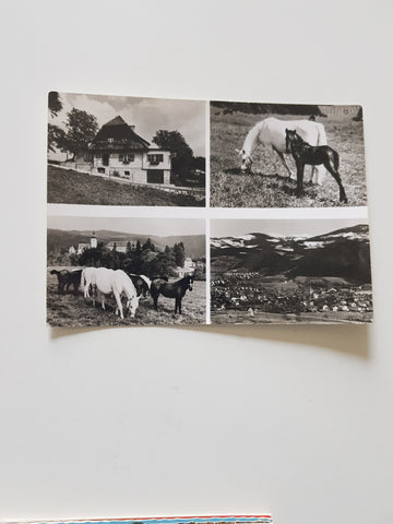AK Köflach. Gasthof Kreuzwirt Hochstrasser. Schloß Piber. Lipizzaner.