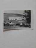AK Stall. Lipizzaner. Alm, Weide (um 1952)