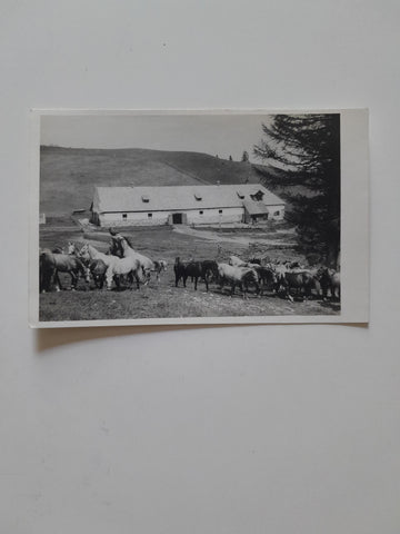 AK Stall. Lipizzaner. Alm, Weide (um 1952)