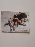 AK Rotknie-Vogelspinne Sonderausstellung Gifttiere. Alfred Wallner - Ursula Happ.