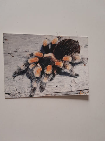 AK Rotknie-Vogelspinne Sonderausstellung Gifttiere. Alfred Wallner - Ursula Happ.