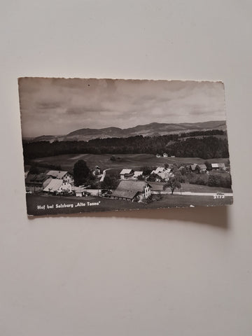 AK Hof bei Salzburg Alte Tanne.