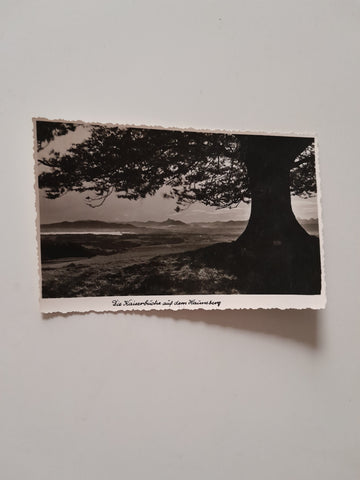 AK Die Kaiserbuche auf dem Haunsberg.