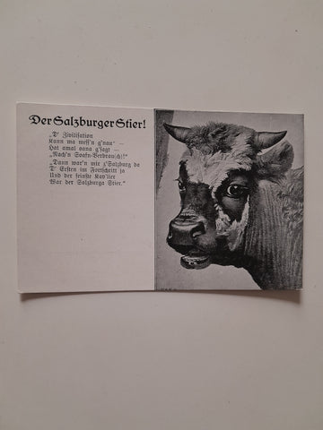 AK Der Salzburger Stier. (1925)