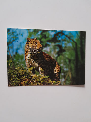 AK Tiergarten Hellbrunn. Salzburg. Leopardenweibchen.
