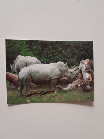 AK Salzburger Tiergarten Hellbrunn. Breitmaulnashorn.