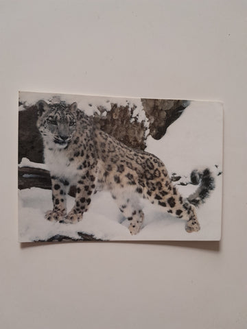 AK Salzburger Tiergarten Hellbrunn. Schneeleopard.
