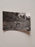 AK Wildpark Hellbrunn bei Salzburg.