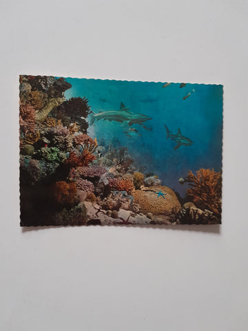 AK Salzburg. Haus der Natur. Diorama: Blick in die bunte Tierwelt eines Korallenriffes des Roten Meeres.