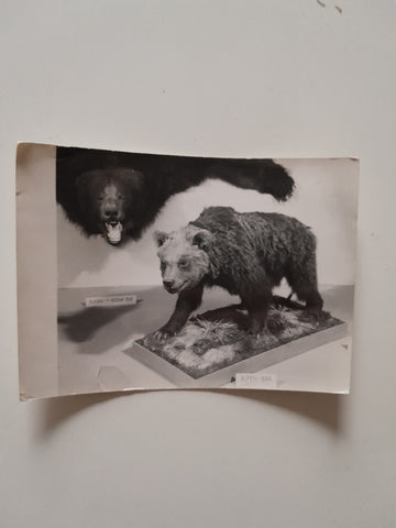 AK Haus der Natur Salzburg. Alpen -Bär, Alaska Bär.