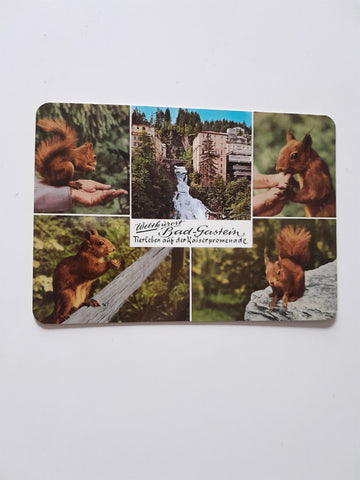 AK Badgastein. Tierleben auf der Kaiserpromenade.