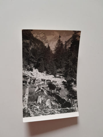 AK Radeckalm Ankogel.