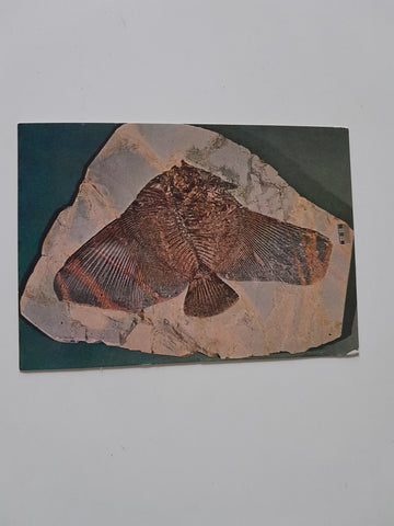 AK Verona. Museo Civico di Scienze Maturali. Pesce fossile dell'Eocene.