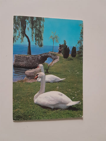 AK Garda. Lago di Garda.  Giardino dei cigni.