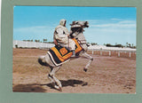 AK Libia – Cavaliere Arabo. Libya Arab Rider.