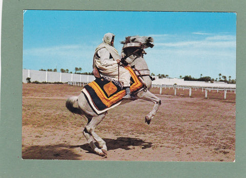 AK Libia – Cavaliere Arabo. Libya Arab Rider.