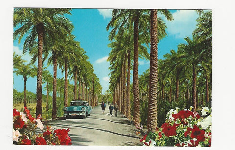 AK A Road leading from Basrah to Seebah with beautiful palm-trees.