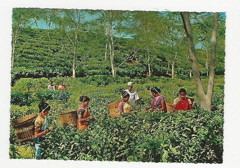 AK East Pakistan. Tea gardens, Sylhet.