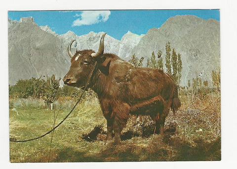 AK West Pakistan. The Yak in Hunza.