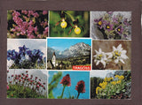 AK Tragöss. Alpenblumen aus dem Hochschwabgebiet.