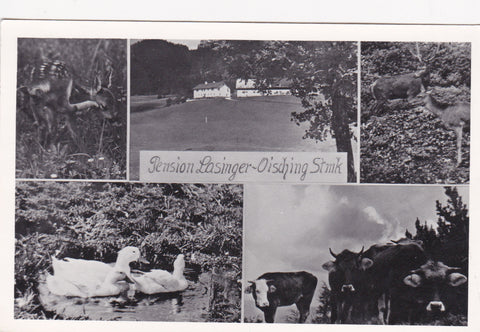 AK Oisching. Pension Lasinger.
