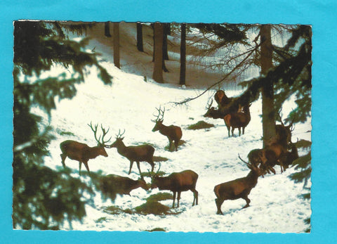 AK Hirschenfütterung bei Mariazell.