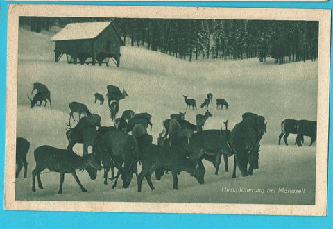 AK Hirschfütterung bei Mariazell.