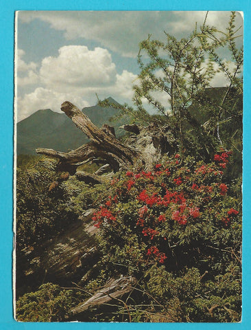 AK Alpenmotiv bei Mariazell.