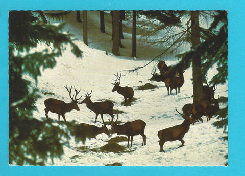 AK Wildfütterung bei Mariazell.