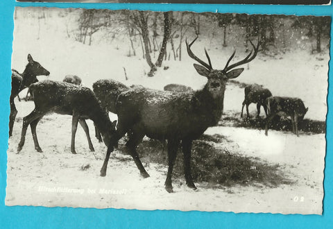 AK Hirschfütterung bei Mariazell.