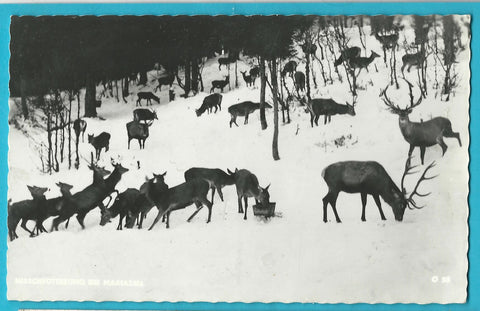 AK Hirschfütterung bei Mariazell.