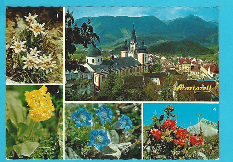 AK Mariazell.