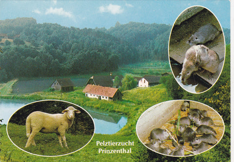 AK Deutschlandsberg. Pelztierzucht C. Schneider. Prinzenthal.