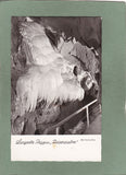 AK Lurgrotte Peggau „Riesenpalme“