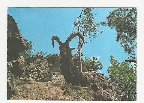 AK Landesausstellung 1986 im Schloß Herberstein. Die Steiermark - Brücke und Bollwerk. Steinbock.