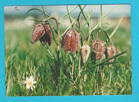 AK Schachblume. Großsteinbach. (1987)