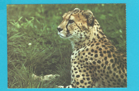 AK Tierpark Herberstein. Landesausstellung 1986 im Schloß Herberstein Die Steiermark - Brücke und Bollwerk.