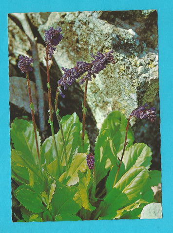 AK Wulfenia - Carinthiaca. Naßfeld.