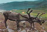 AK Reinsdyr ved Skarsvag... Norway.
