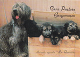 AK Granze. Azienda Agricola La Quercia di Trivellato. Dea Campione Italiano Pastore Bergamasco.