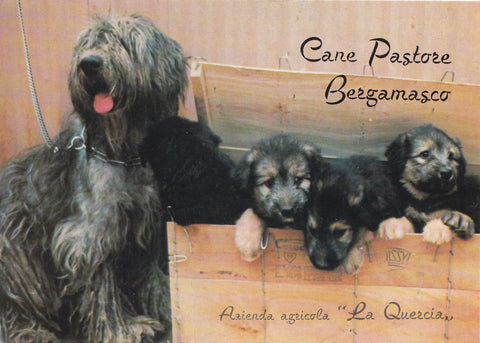 AK Granze. Azienda Agricola La Quercia di Trivellato. Dea Campione Italiano Pastore Bergamasco.