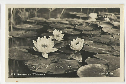 AK Seerosen am Wörthersee.