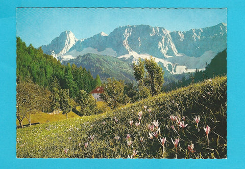 AK Herbstzeitlosenwiese bei Zell Pfarre gegen die Koschuta.
