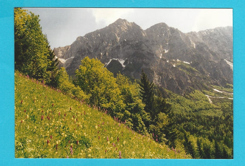 AK Orchideenwiese bei Zell-Mitterwinkel mit Blick auf die Koschuta.