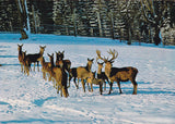 AK Wildpark Mautern. Wildfütterung, Prinz Reuß, Tanglerhube.