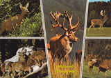AK Wildpark Mautern.