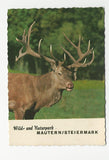 AK Wild- und Naturpark Mautern. Hirsch "Joe".