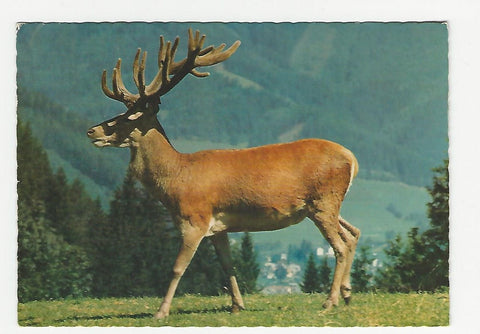 AK Wildpark Mautern.