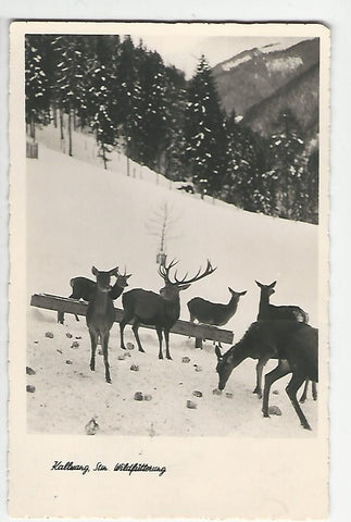 AK Kalwang. Wildfütterung.