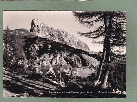 AK Sturzhahn auf der Tauplitzalm.